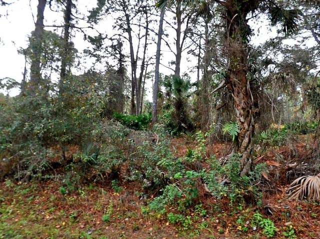 LADY SLIPPER AVE. photo