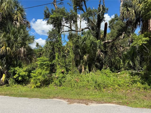 ZAMITA AVE photo