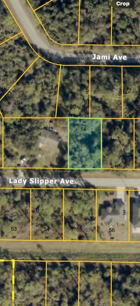 LADY SLIPPER AVE photo